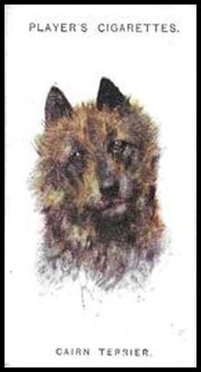 39 Cairn Terrier